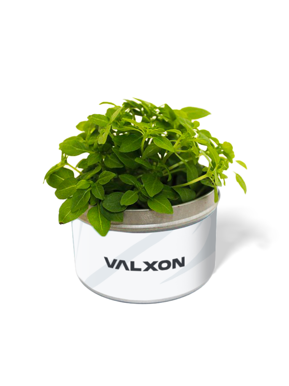 Sada pro vypěstování rostlinky v plechovce