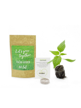 Rostlinka v papírovém sáčku